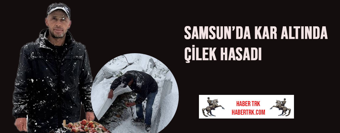Samsun’da Kar Altında Çilek Hasadı